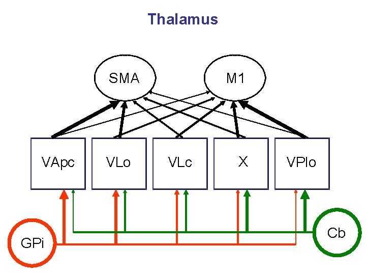 Thalamus SMA VApc GPi VLo M 1 VLc X VPlo Cb 