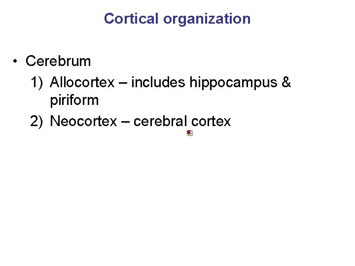 Cortical organization • Cerebrum 1) Allocortex – includes hippocampus & piriform 2) Neocortex –