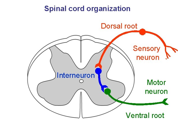 Spinal cord organization Dorsal root Sensory neuron Interneuron Motor neuron Ventral root 