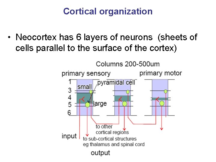 Cortical organization • Neocortex has 6 layers of neurons (sheets of cells parallel to