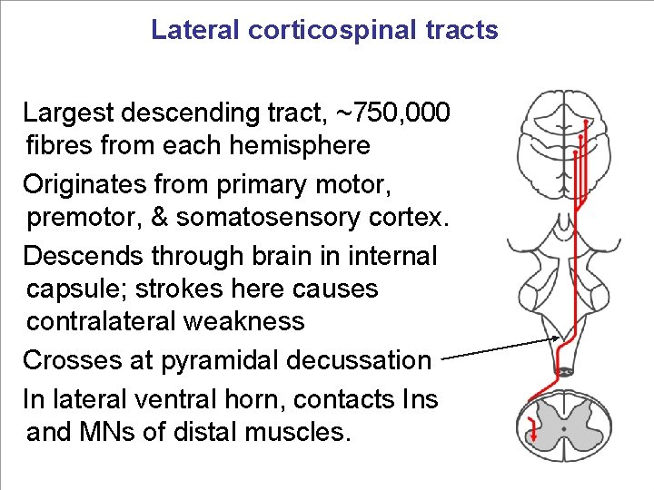 Lateral corticospinal tracts Largest descending tract, ~750, 000 fibres from each hemisphere Originates from