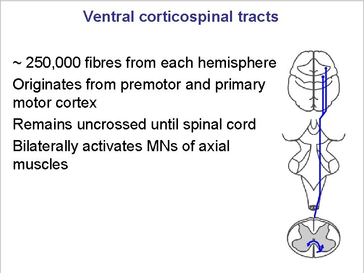 Ventral corticospinal tracts ~ 250, 000 fibres from each hemisphere Originates from premotor and