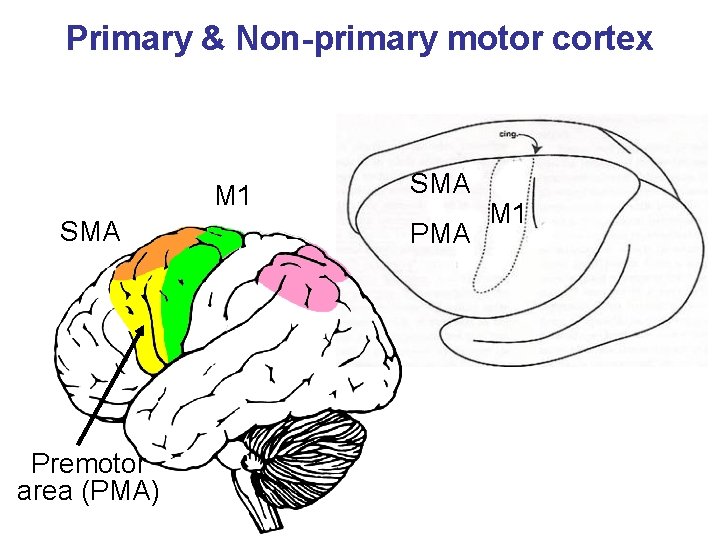 Primary & Non-primary motor cortex M 1 SMA Premotor area (PMA) SMA PMA M