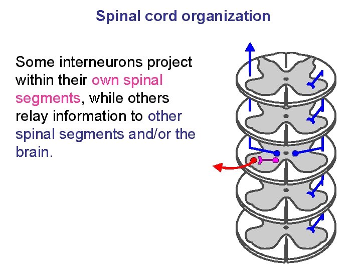 Spinal cord organization Some interneurons project within their own spinal segments, while others relay