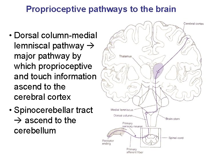 Proprioceptive pathways to the brain • Dorsal column-medial lemniscal pathway major pathway by which