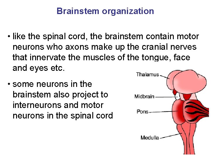 Brainstem organization • like the spinal cord, the brainstem contain motor neurons who axons