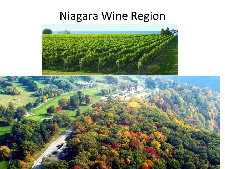 Niagara Wine Region 