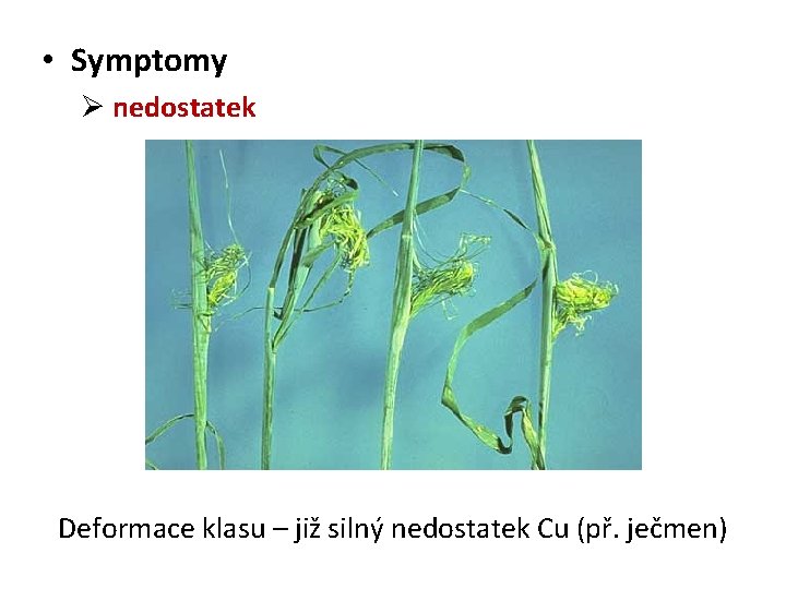  • Symptomy Ø nedostatek Deformace klasu – již silný nedostatek Cu (př. ječmen)