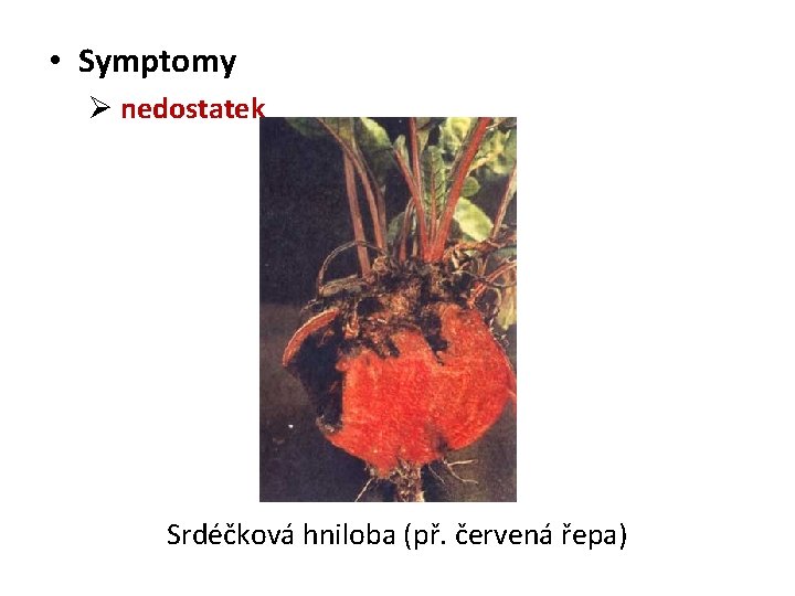  • Symptomy Ø nedostatek Srdéčková hniloba (př. červená řepa) 