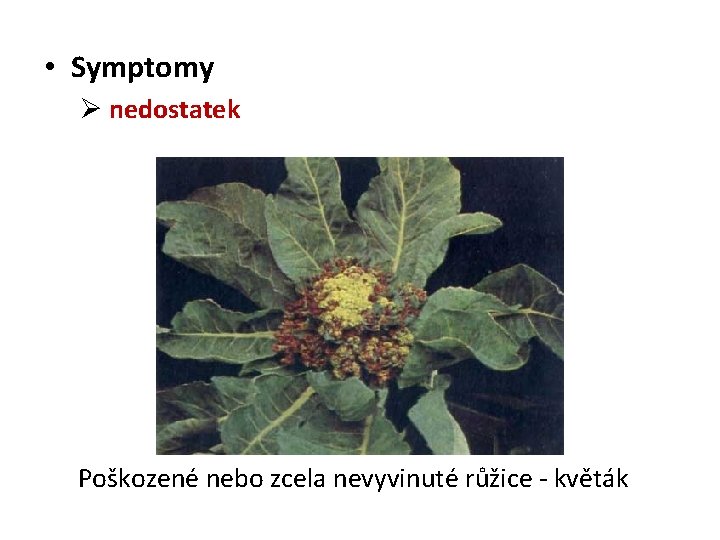  • Symptomy Ø nedostatek Poškozené nebo zcela nevyvinuté růžice - květák 