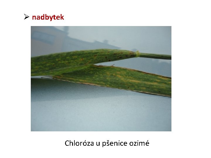 Ø nadbytek Chloróza u pšenice ozimé 