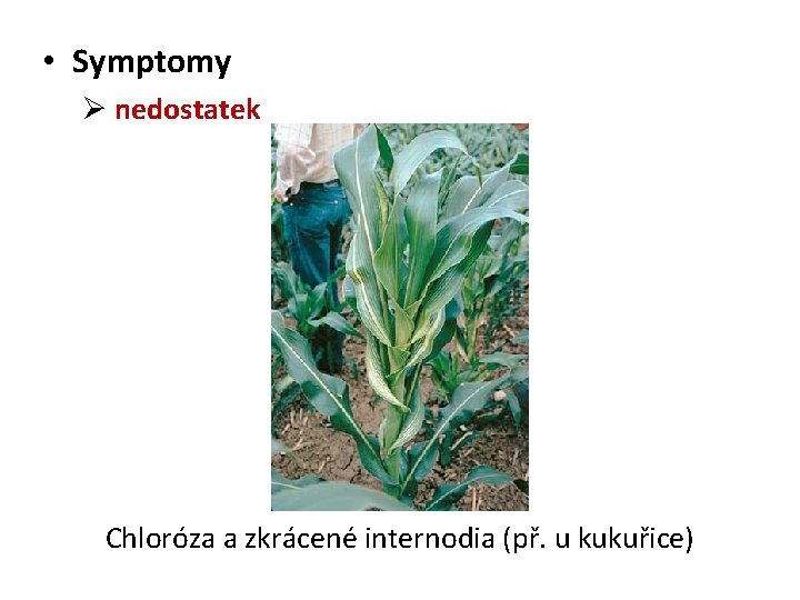  • Symptomy Ø nedostatek Chloróza a zkrácené internodia (př. u kukuřice) 