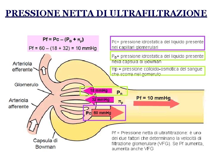 PRESSIONE NETTA DI ULTRAFILTRAZIONE 