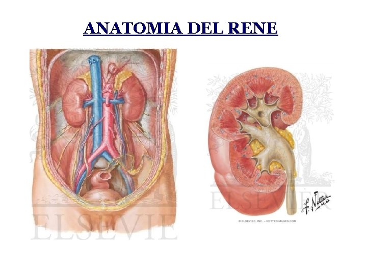 ANATOMIA DEL RENE 