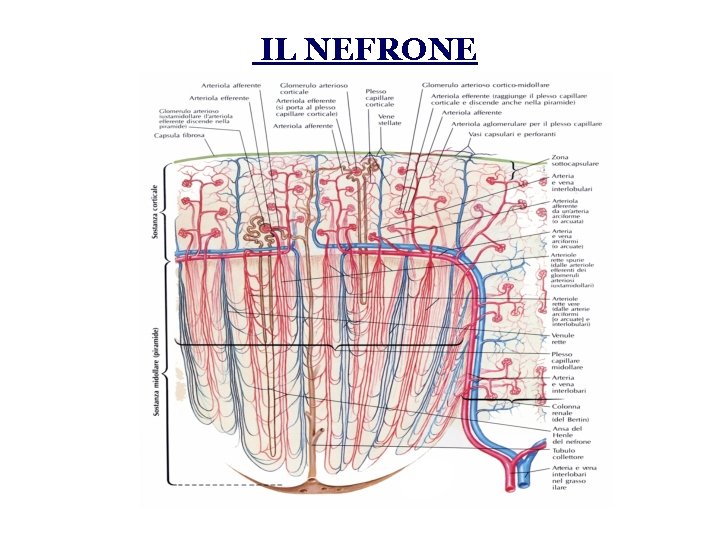  IL NEFRONE 