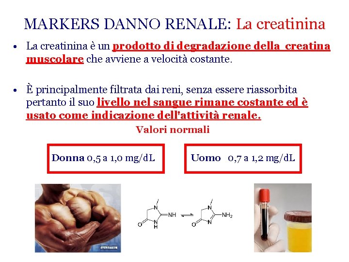 MARKERS DANNO RENALE: La creatinina • La creatinina è un prodotto di degradazione della