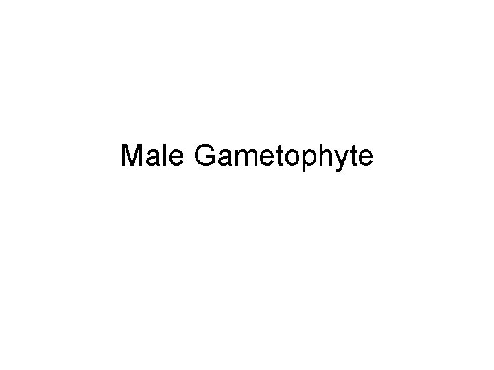 Male Gametophyte Male Gametophyte