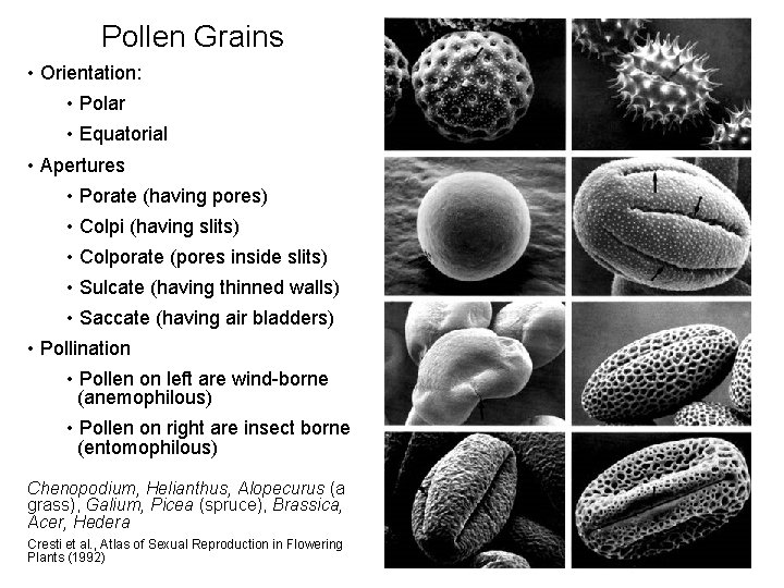 Pollen Grains • Orientation: • Polar • Equatorial • Apertures • Porate (having pores) Pollen Grains • Orientation: • Polar • Equatorial • Apertures • Porate (having pores)