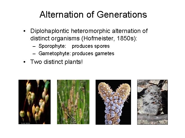 Alternation of Generations • Diplohaplontic heteromorphic alternation of distinct organisms (Hofmeister, 1850 s): – Alternation of Generations • Diplohaplontic heteromorphic alternation of distinct organisms (Hofmeister, 1850 s): –