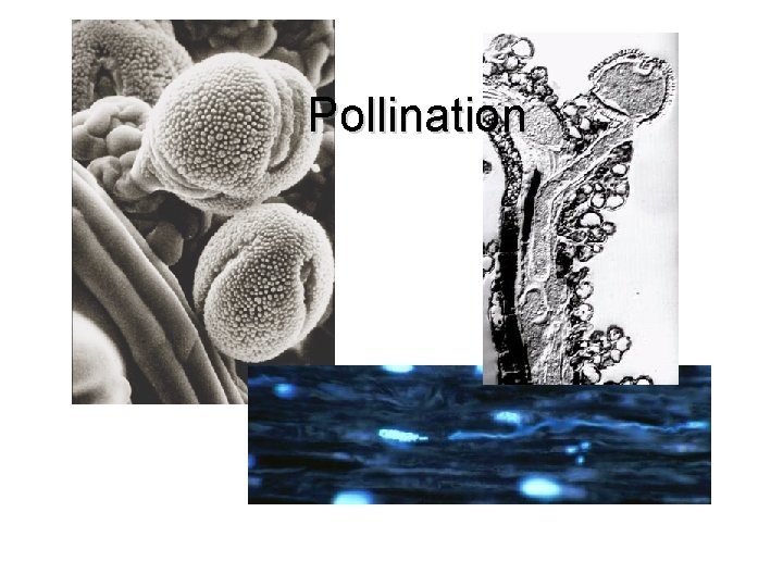 Pollination Pollination