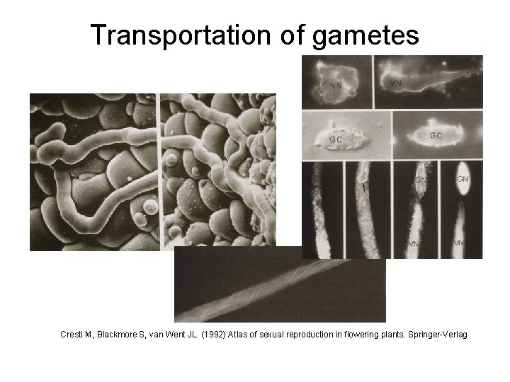 Transportation of gametes Cresti M, Blackmore S, van Went JL (1992) Atlas of sexual Transportation of gametes Cresti M, Blackmore S, van Went JL (1992) Atlas of sexual