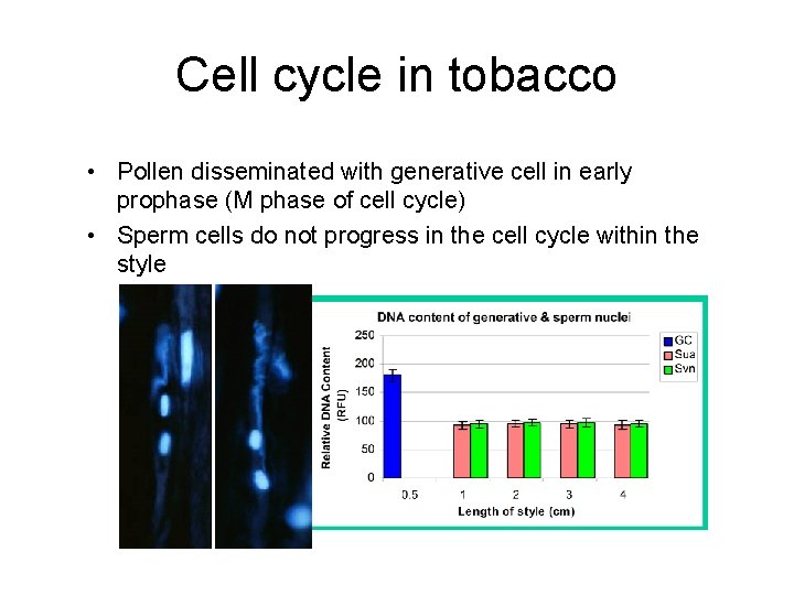 Cell cycle in tobacco • Pollen disseminated with generative cell in early prophase (M Cell cycle in tobacco • Pollen disseminated with generative cell in early prophase (M