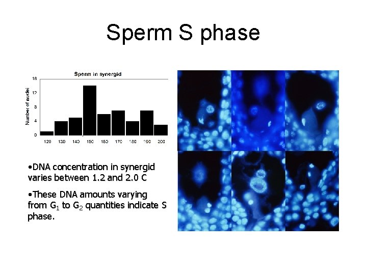 Sperm S phase • DNA concentration in synergid varies between 1. 2 and 2. Sperm S phase • DNA concentration in synergid varies between 1. 2 and 2.