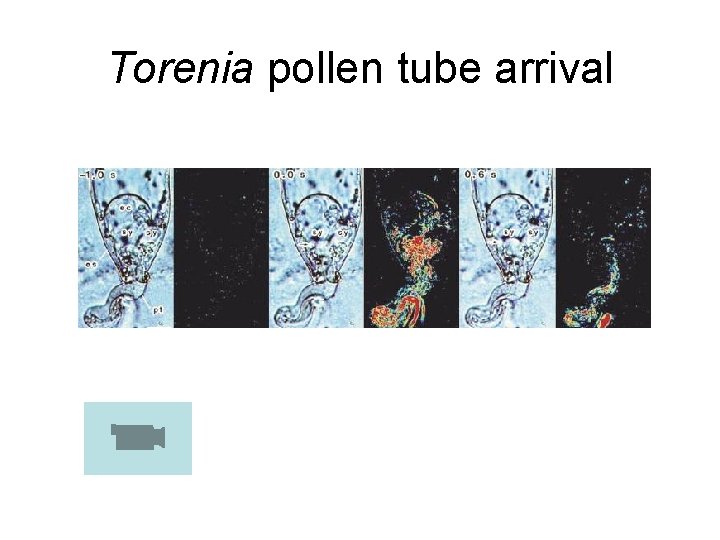 Torenia pollen tube arrival Torenia pollen tube arrival