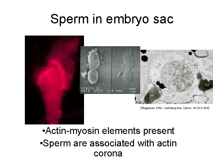 Sperm in embryo sac (Mogensen 1982. Carlsberg Res Comm 47: 313 -354) • Actin-myosin Sperm in embryo sac (Mogensen 1982. Carlsberg Res Comm 47: 313 -354) • Actin-myosin