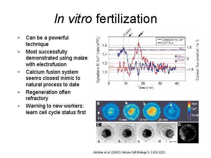 In vitro fertilization • • • Can be a powerful technique Most successfully demonstrated In vitro fertilization • • • Can be a powerful technique Most successfully demonstrated