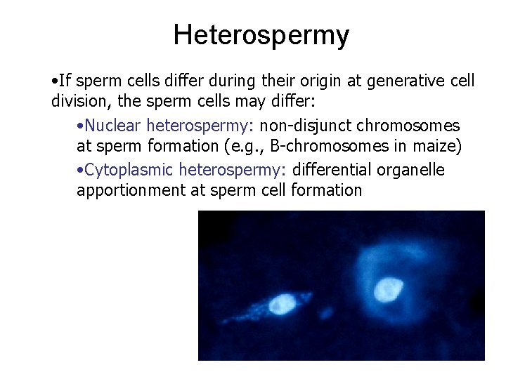 Heterospermy • If sperm cells differ during their origin at generative cell division, the Heterospermy • If sperm cells differ during their origin at generative cell division, the