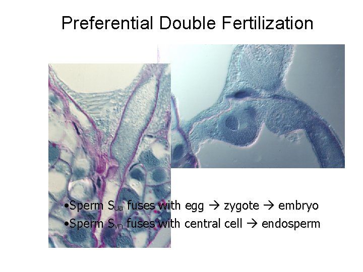 Preferential Double Fertilization • Sperm Sua fuses with egg zygote embryo • Sperm Svn Preferential Double Fertilization • Sperm Sua fuses with egg zygote embryo • Sperm Svn