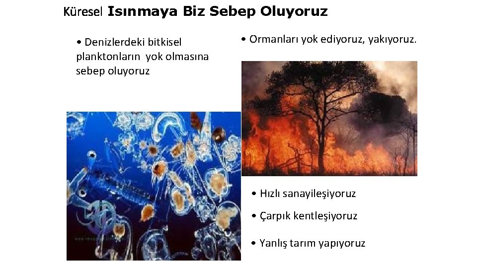 Küresel Isınmaya Biz Sebep Oluyoruz • Denizlerdeki bitkisel planktonların yok olmasına sebep oluyoruz •