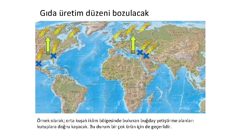 Gıda üretim düzeni bozulacak Örnek olarak; orta kuşak iklim bölgesinde bulunan buğday yetiştirme alanları