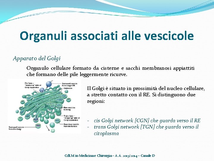 Organuli associati alle vescicole Apparato del Golgi Organulo cellulare formato da cisterne e sacchi