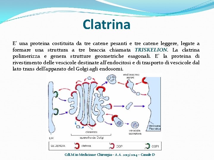 Clatrina E’ una proteina costituita da tre catene pesanti e tre catene leggere, legate