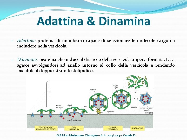 Adattina & Dinamina - Adattina: proteina di membrana capace di selezionare le molecole cargo