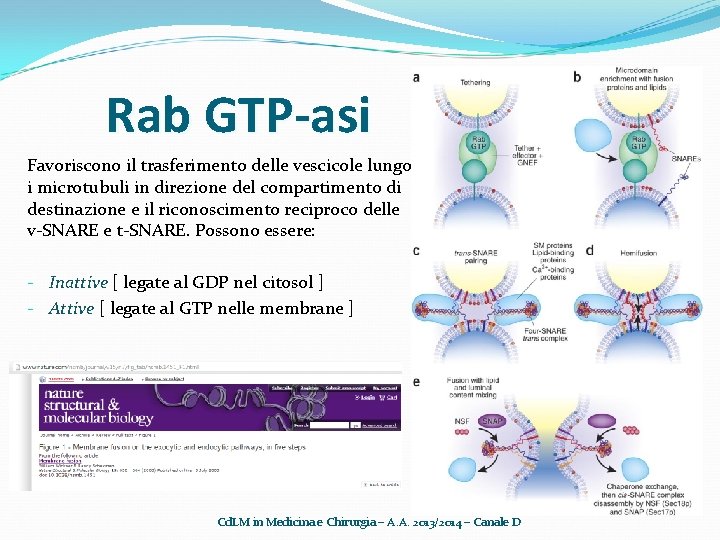 Rab GTP-asi Favoriscono il trasferimento delle vescicole lungo i microtubuli in direzione del compartimento