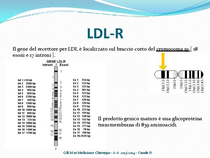 LDL-R Il gene del recettore per LDL è localizzato sul braccio corto del cromosoma
