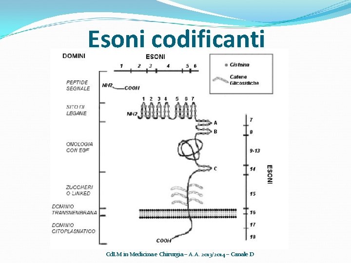 Esoni codificanti Cd. LM in Medicina e Chirurgia – A. A. 2013/2014 – Canale