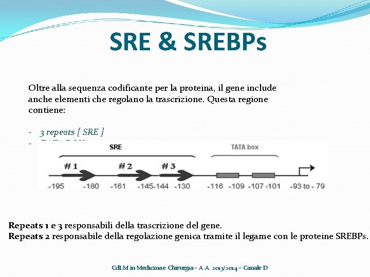 SRE & SREBPs Oltre alla sequenza codificante per la proteina, il gene include anche