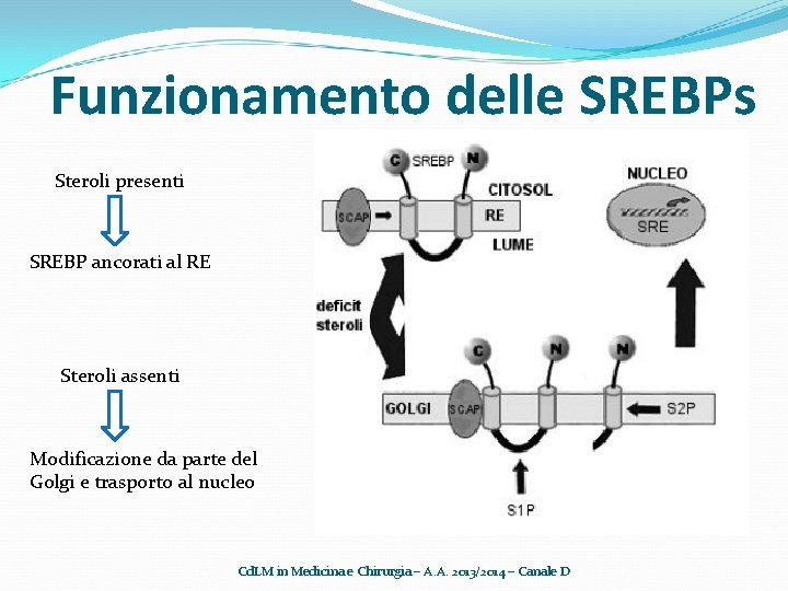 Funzionamento delle SREBPs Steroli presenti SREBP ancorati al RE Steroli assenti Modificazione da parte