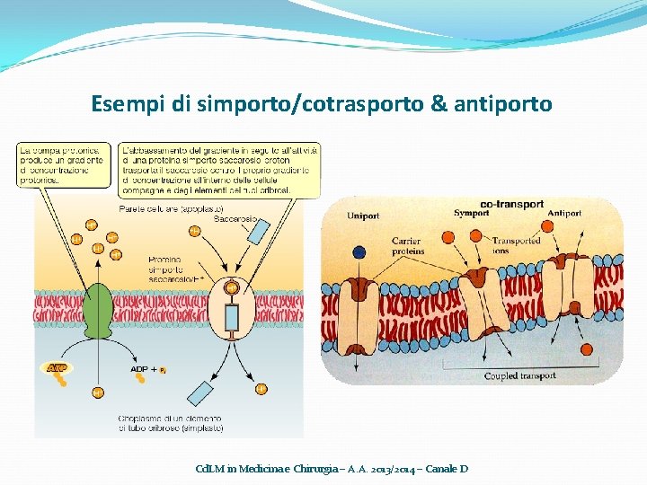 Esempi di simporto/cotrasporto & antiporto Cd. LM in Medicina e Chirurgia – A. A.