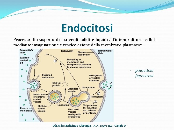 Endocitosi Processo di trasporto di materiali solidi e liquidi all’interno di una cellula mediante
