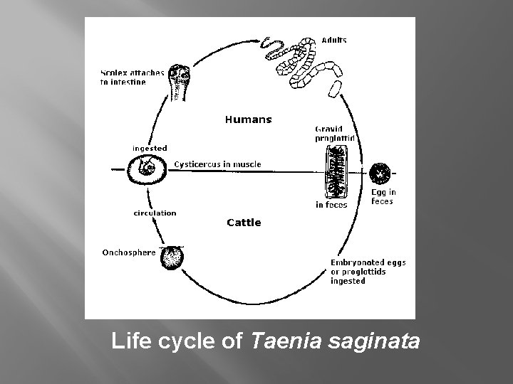 Life cycle of Taenia saginata 