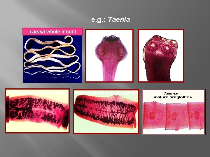 e. g. : Taenia whole mount Taenia solium gravid proglottid Taenia solium scolex Taenia