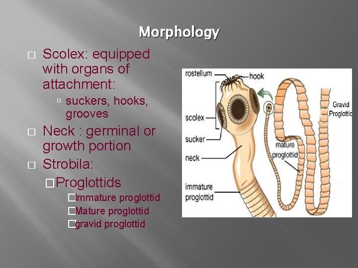 Morphology � Scolex: equipped with organs of attachment: suckers, hooks, grooves � � Neck