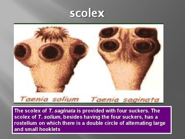 scolex The scolex of T. saginata is provided with four suckers. The scolex of