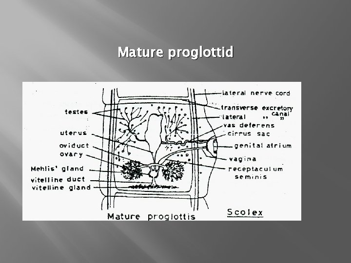 Mature proglottid 