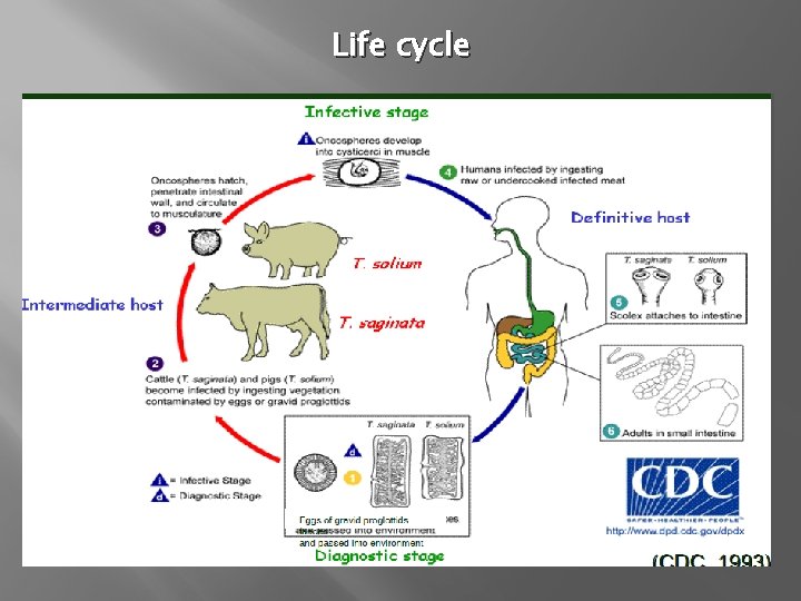 Life cycle 